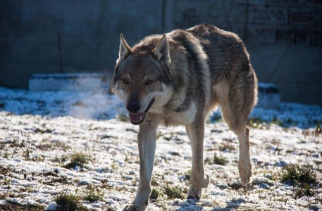 Bolt of Ceahlau Wolves